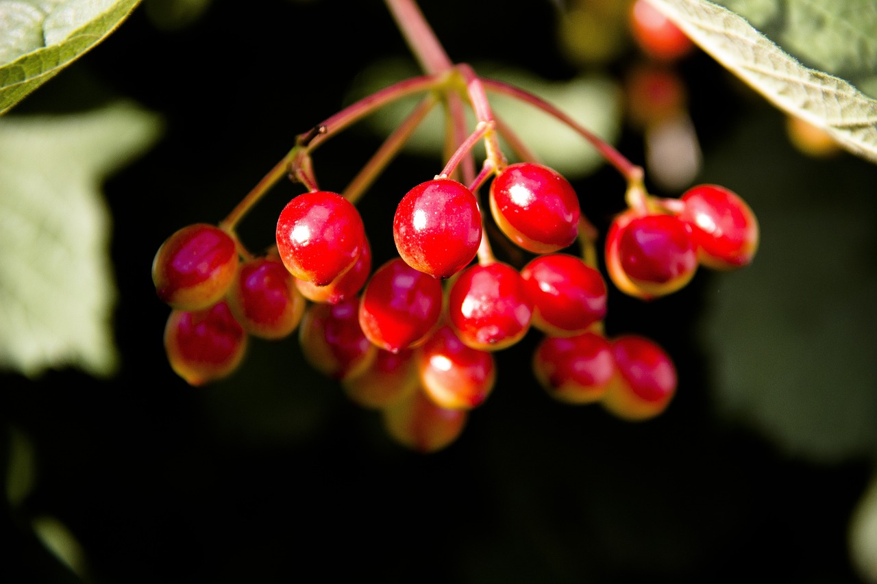 紅蟻白酒 第25頁(yè)