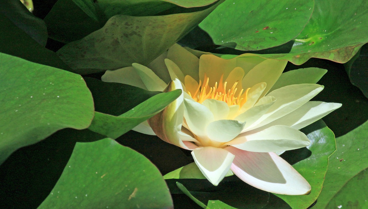 江門瓏湖灣未來(lái)繁華啟幕，最新動(dòng)態(tài)揭示未來(lái)發(fā)展新篇章