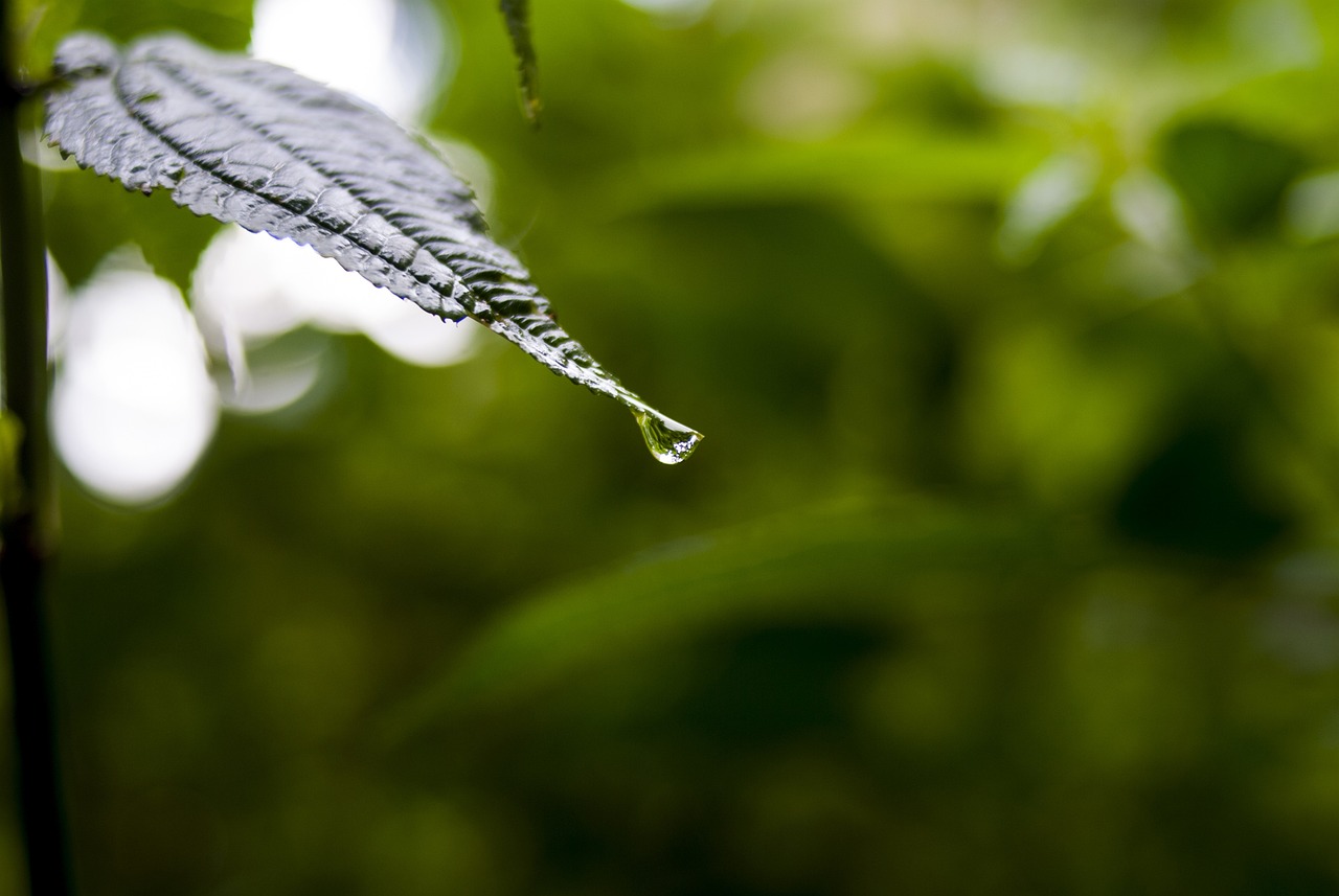 依生生物最新股票動(dòng)態(tài)全面解析，最新消息與全面解讀