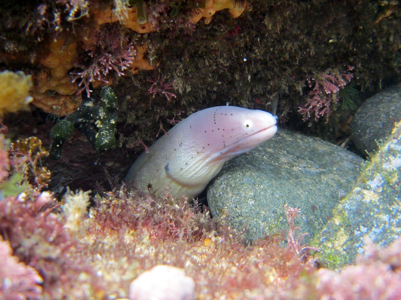 探索海洋霸權(quán)，最新360海島奇兵下載指南
