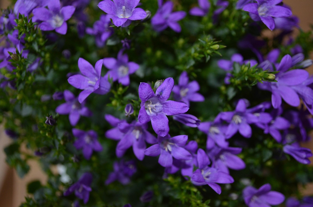 燕郊四季花都最新動(dòng)態(tài)，城市未來之花綻放，花朵與都市共成長