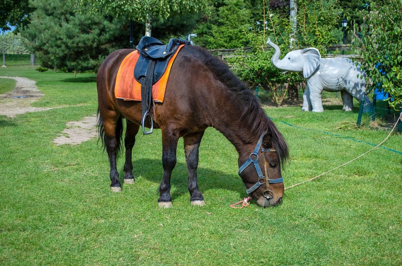 深圳野生動(dòng)物園游玩攻略，最新整理指南